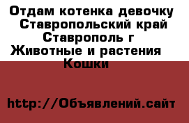 Отдам котенка девочку - Ставропольский край, Ставрополь г. Животные и растения » Кошки   